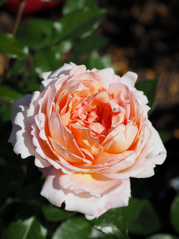 'Spicy Parfuma ®' rose photo