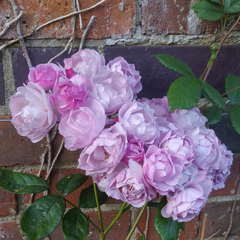 'Lilac Bouquet' rose photo