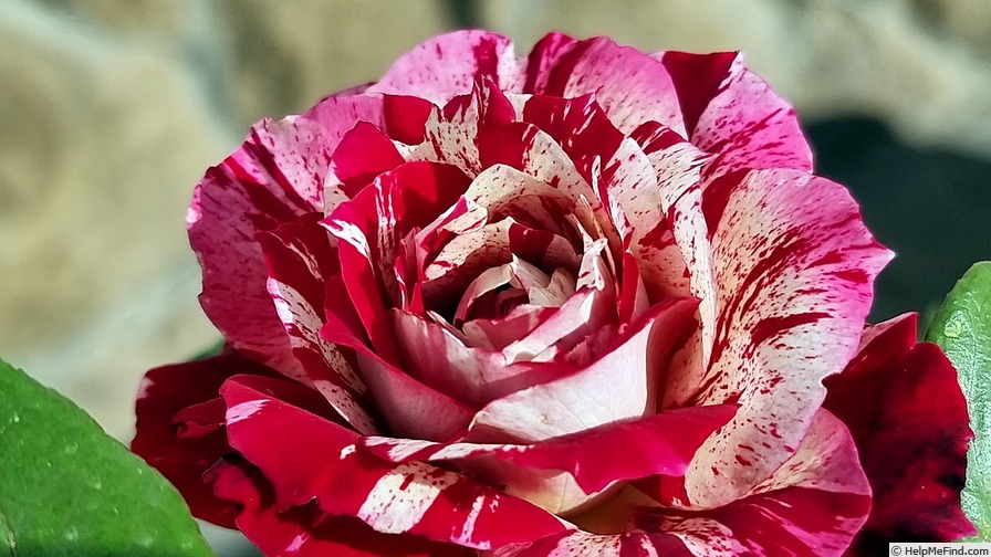 'Julio Iglesias ® (floribunda, Meilland, 2004)' rose photo
