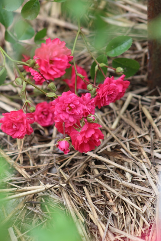 'Angel Falls ®' rose photo
