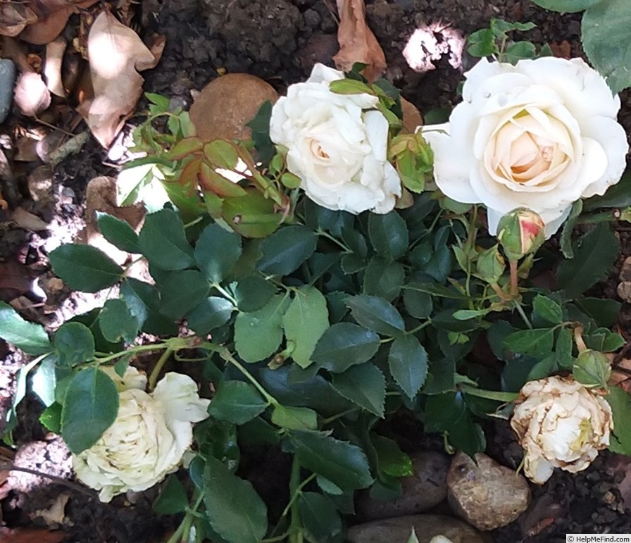 'Kosmos ® Fairy Tale (floribunda, Kordes, 2006)' rose photo