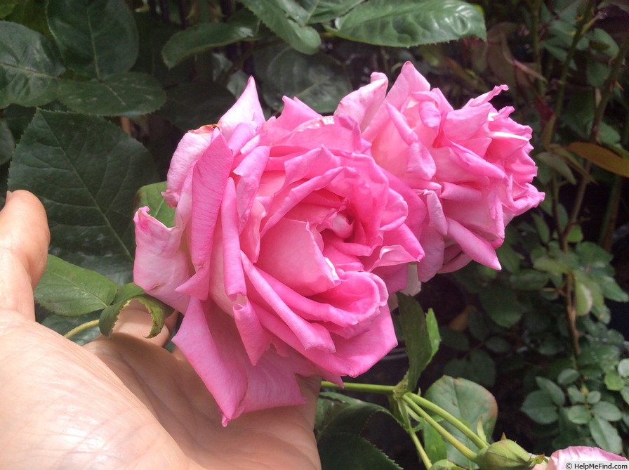 'Sant' Antonio di Padova' rose photo