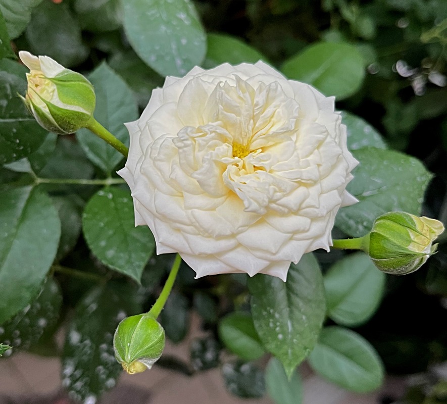 'Alabaster ® (floribunda, Evers/Tantau, 2007)' rose photo