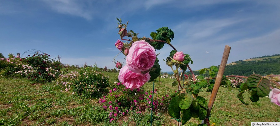 'Centifolia Bullata' rose photo