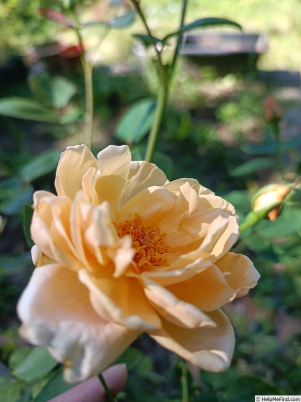'Dilly's Wiederkehr' rose photo