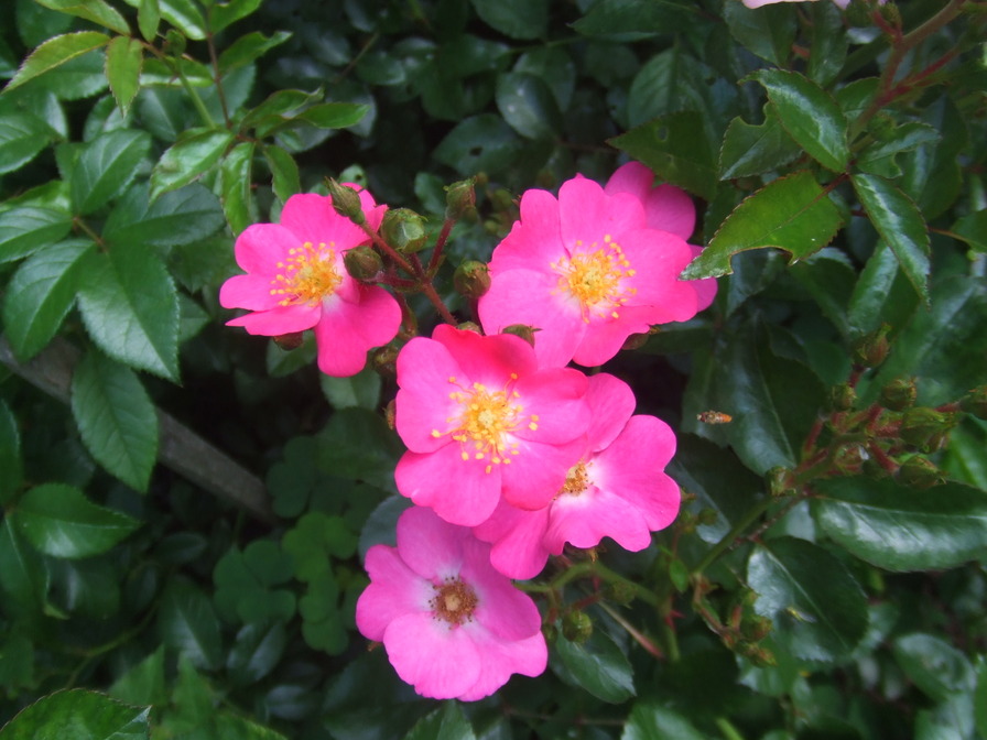 'Abigail Rose (shrub, Schroeck 2014)' rose photo