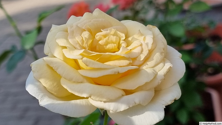 'Anastasia® (hybrid tea, Adam before 2011)' rose photo