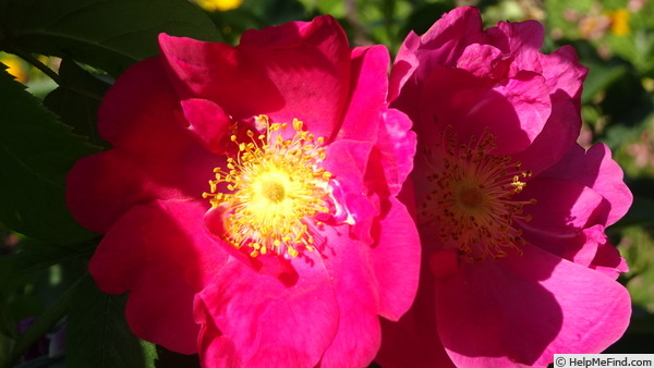 '<i>Rosa gallica splendens</i>' rose photo