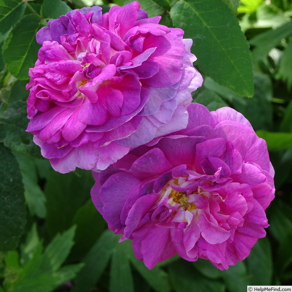 'Indigo (portland, Laffay, pre 1845)' rose photo