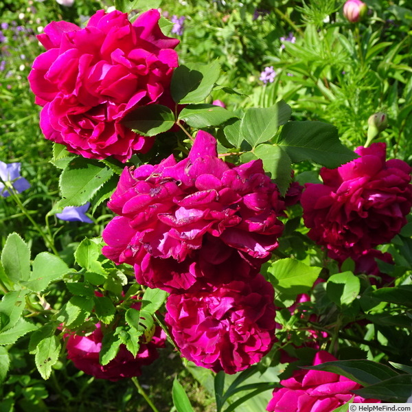 'Alfred Colomb (hybrid perpetual, Lacharme, 1865)' rose photo