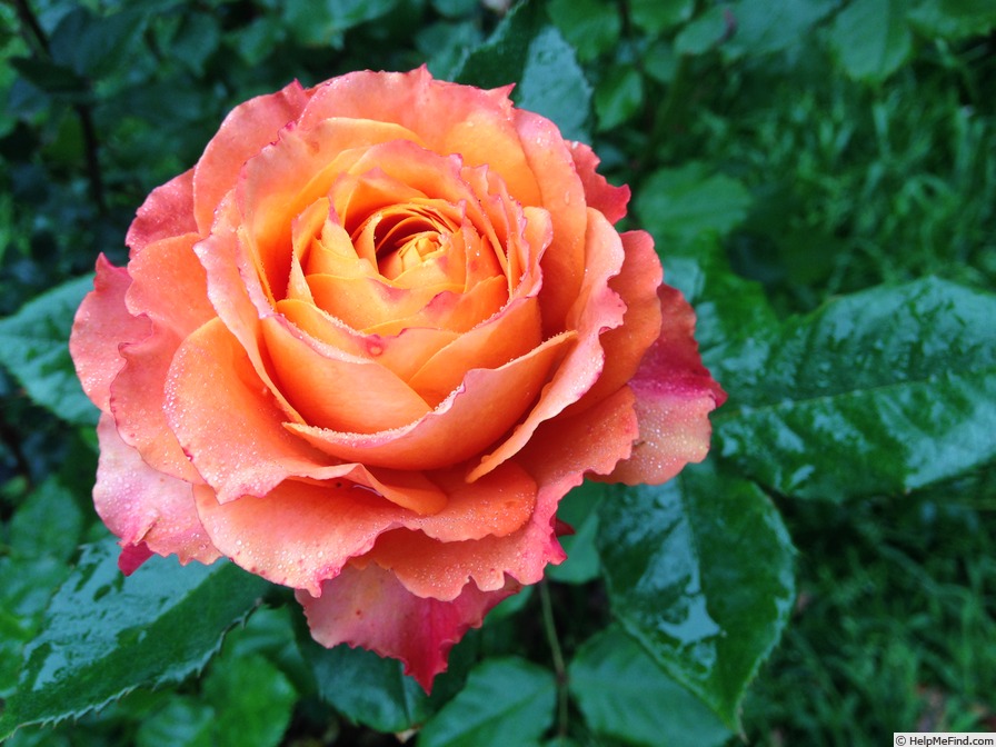 'DFTS17-1' rose photo