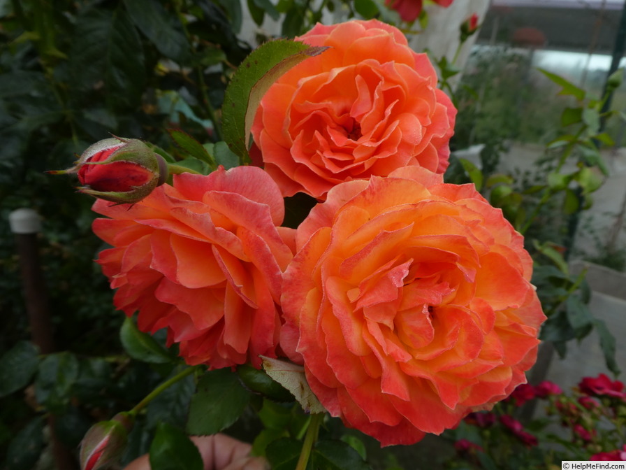 'Fellowship (floribunda, Harkness before 1988)' rose photo