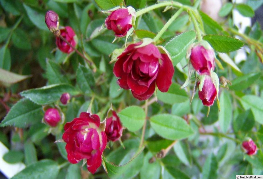 'Balassi Bálint' rose photo