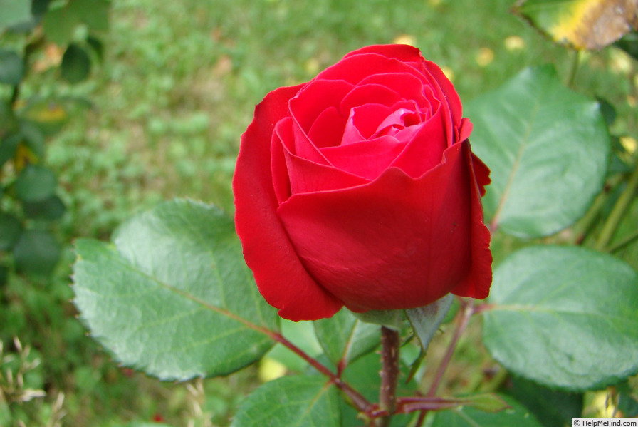 'Gizella' rose photo