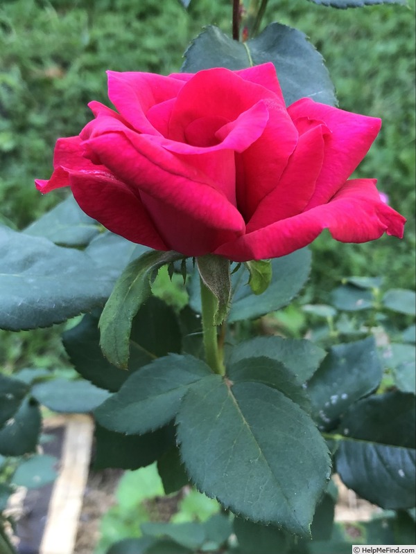 'SENPRMOP02' rose photo