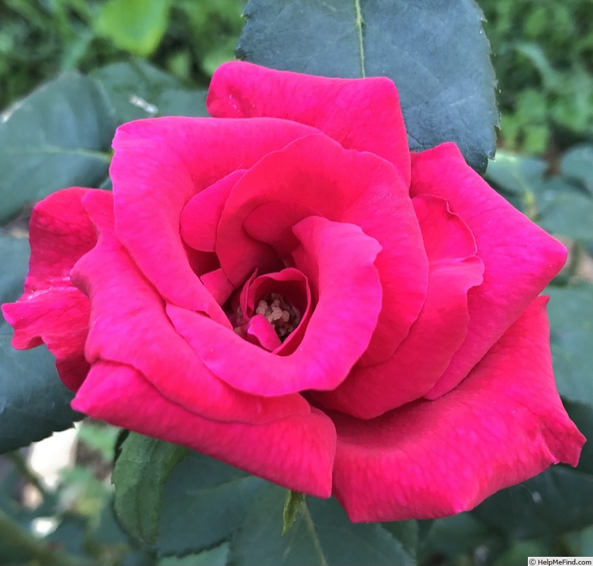 'SENPRMOP02' rose photo