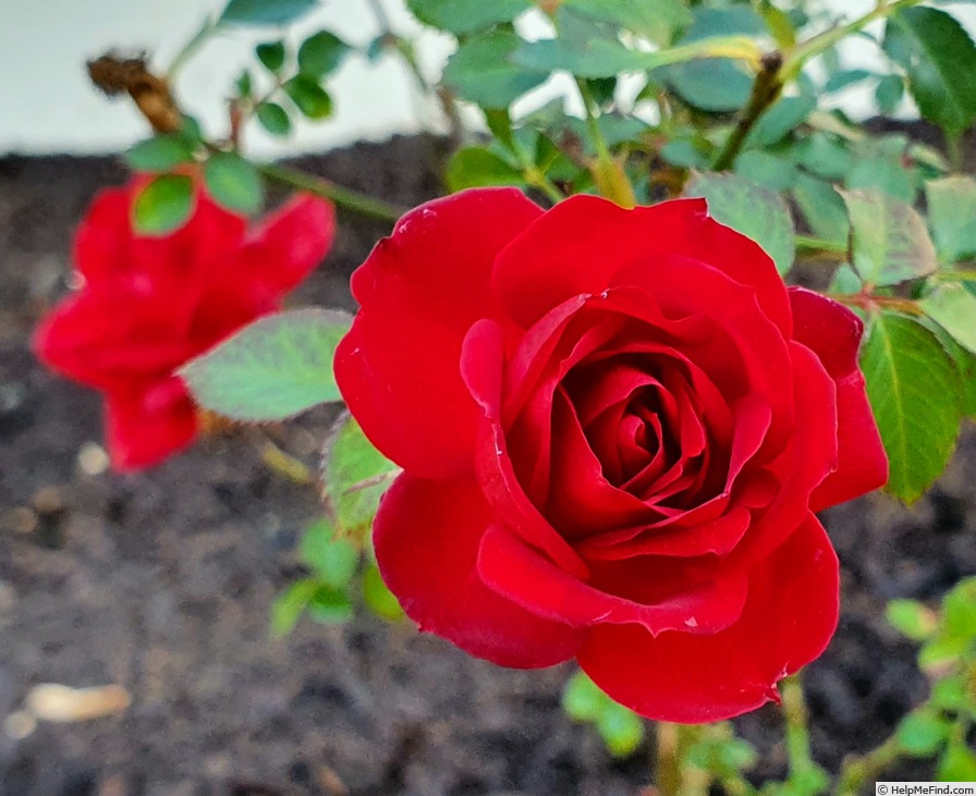 'Red Figurine' rose photo