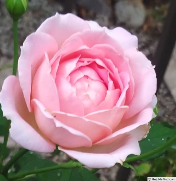 'Jubilee Celebration (shrub, Austin 2002)' rose photo
