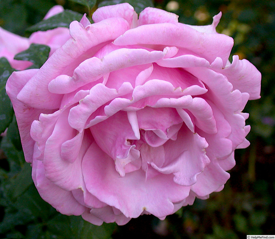 'Sweet Surrender' rose photo
