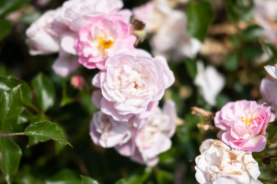 'Light Pink Ricco Amorina' rose photo