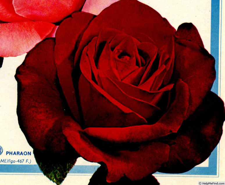 'Pharaon (hybrid tea, Meilland, 1967)' rose photo