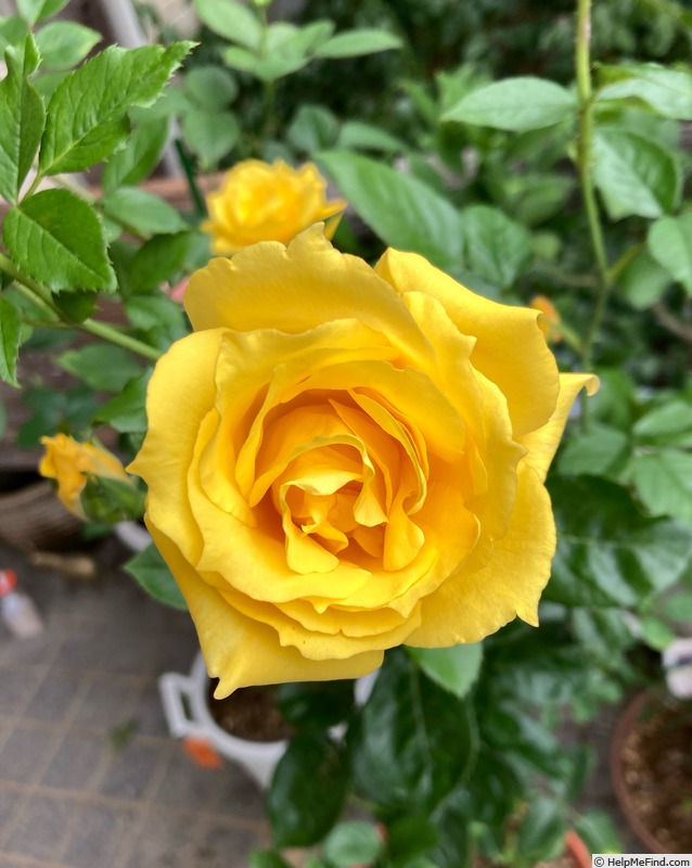 'Gold Leaf' rose photo