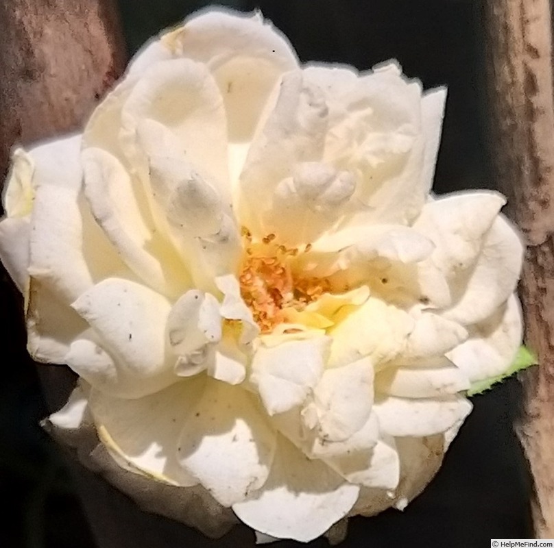 'Barbados®' rose photo
