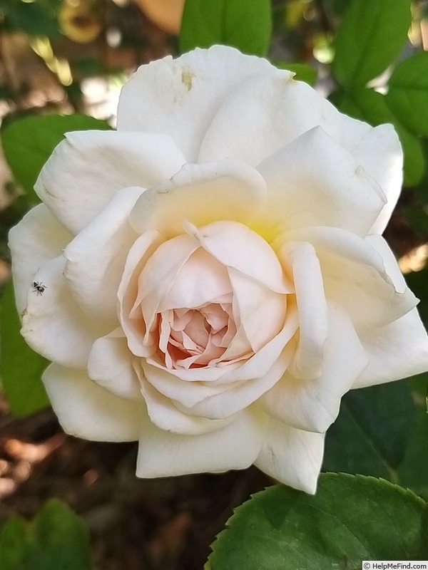 'The Lady Gardener' rose photo