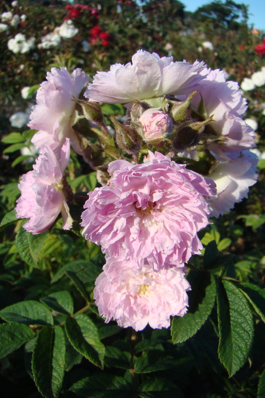 'Jean de Bruges' rose photo