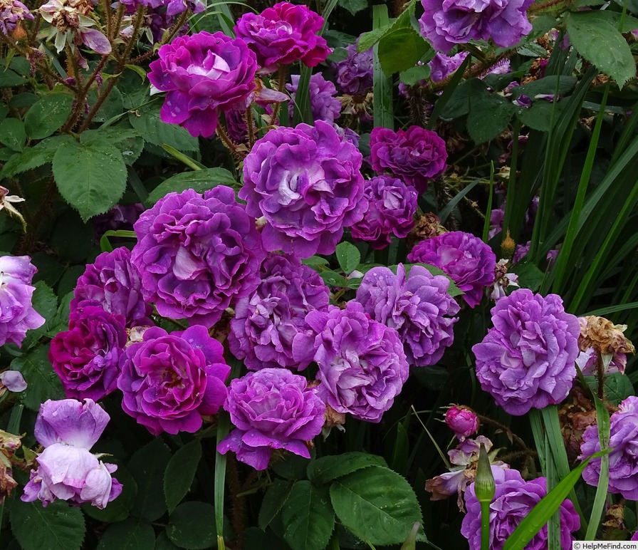 'William Lobb (Moss, Laffay 1855)' rose photo