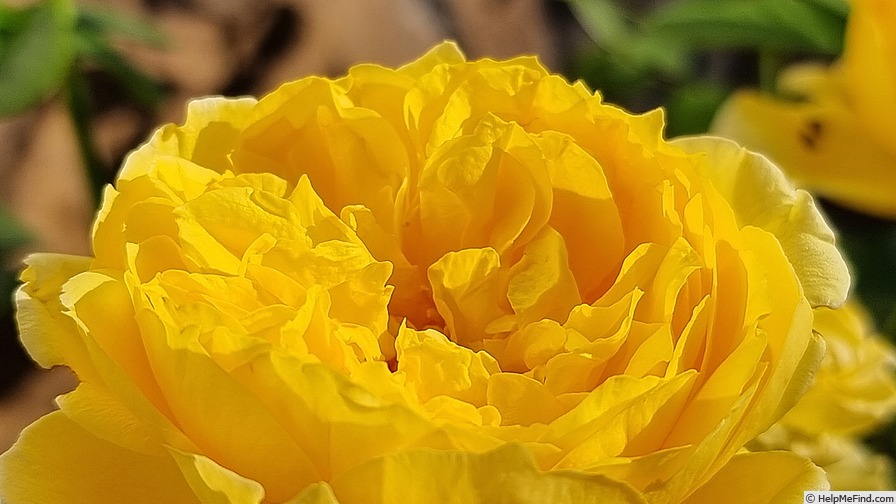 'Souvenir de Marcel Proust ®' rose photo