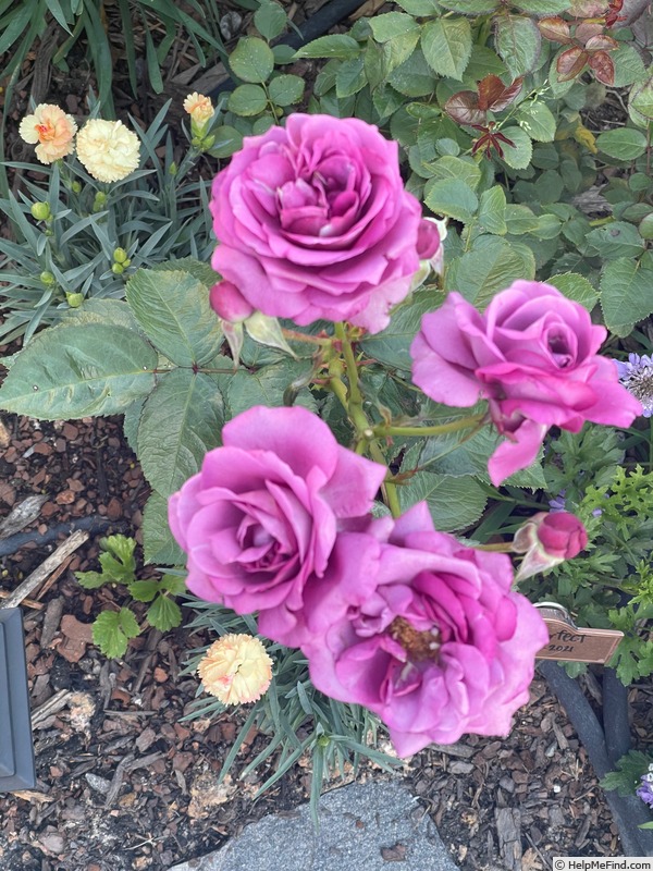 'Plum Perfect Sunbelt ®' rose photo