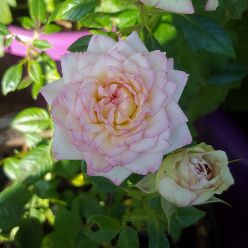 'Carousel Kordana ®' rose photo