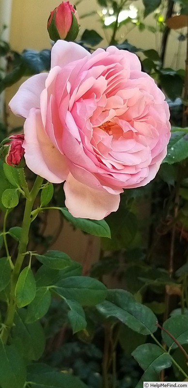 'Sonia Rykiel ®' rose photo