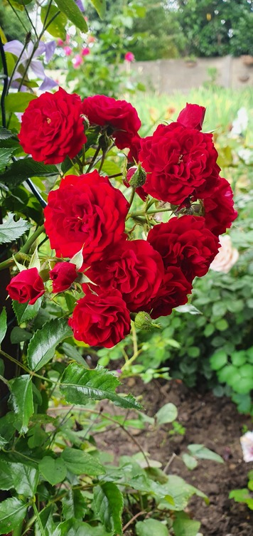 'Crimson Siluetta ®' rose photo