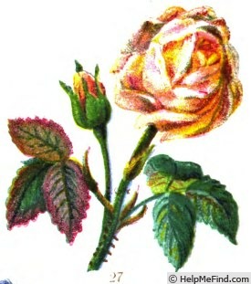 'Miss Ingram' rose photo