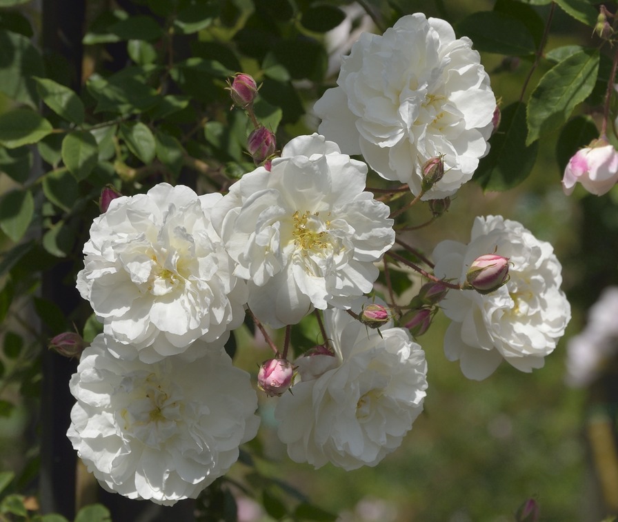 'Queen of the Belgians (Ayrshire, Jacques 1832)' rose photo