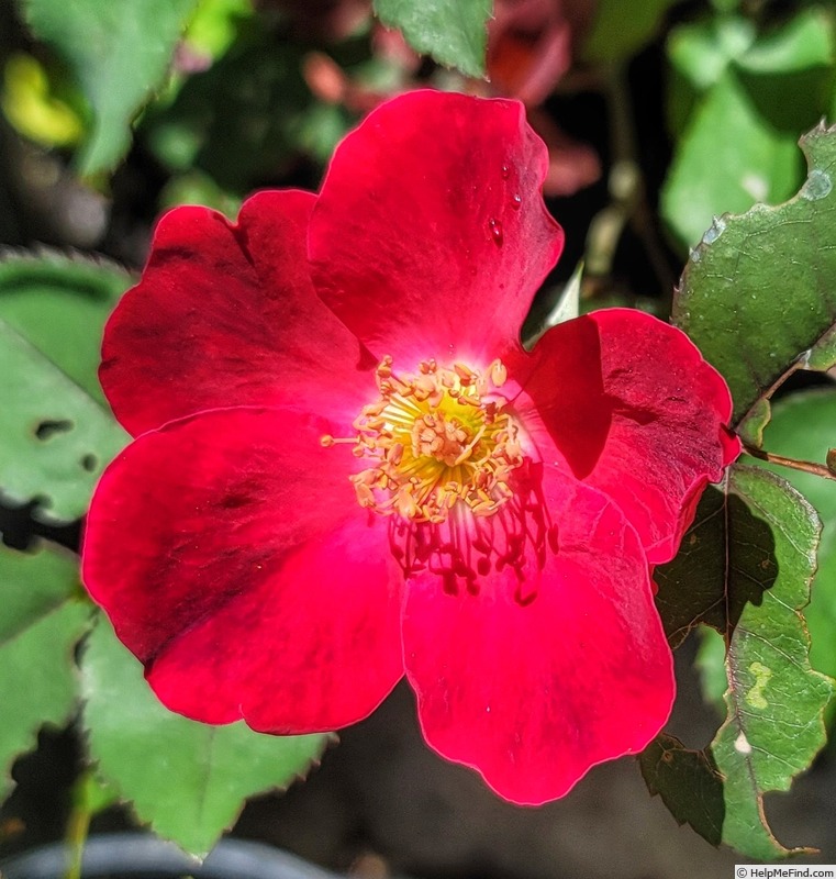 'Simply Red' rose photo