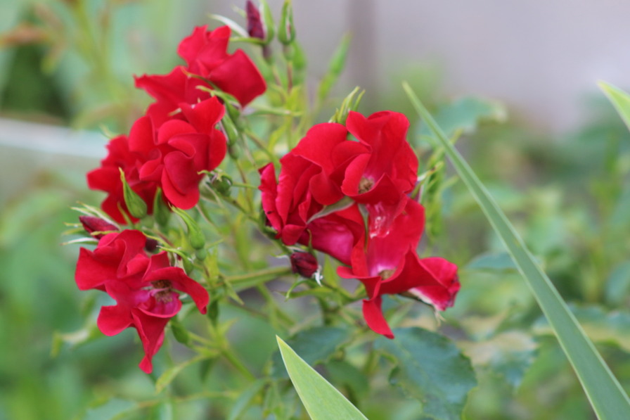 'La Belle Rouge ®' rose photo