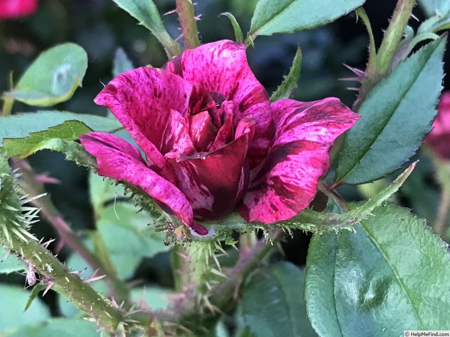 'Secret Recipe' rose photo