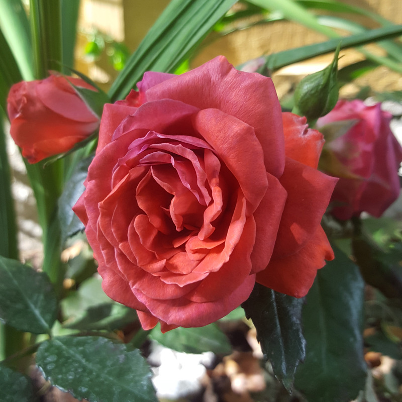 'George (floribunda, Simpson 1979)' rose photo
