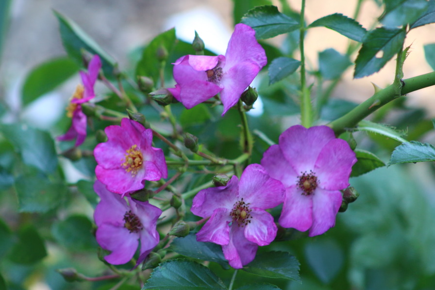 'Violet Paars' rose photo