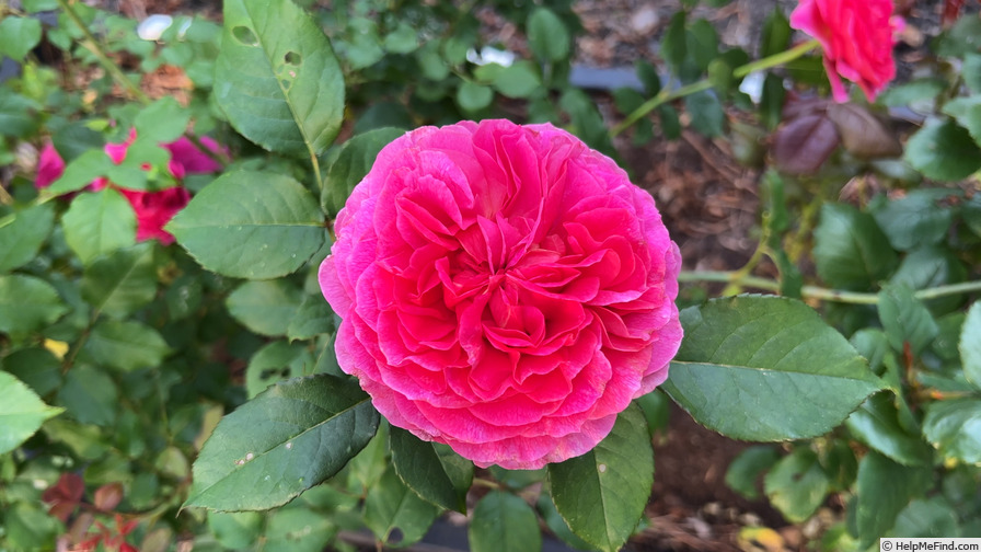 'Gabriel Oak ™' rose photo