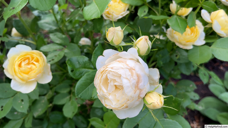 'Vanessa Bell' rose photo