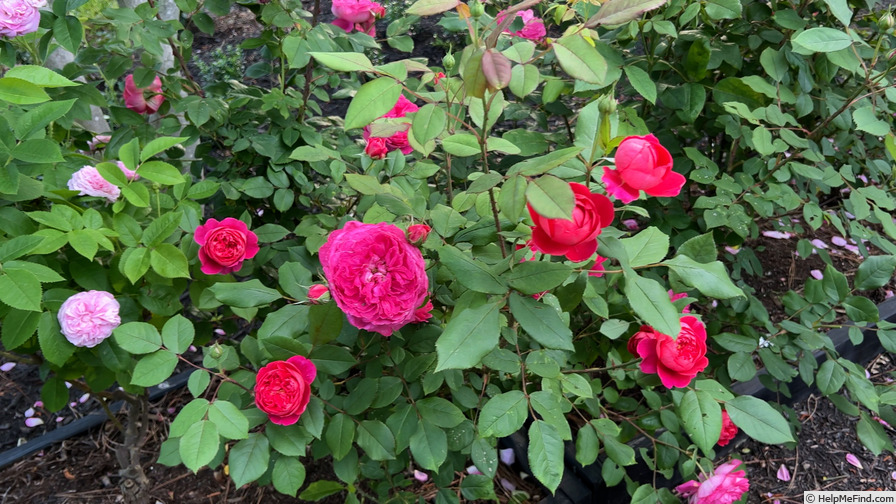 'Benjamin Britten' rose photo