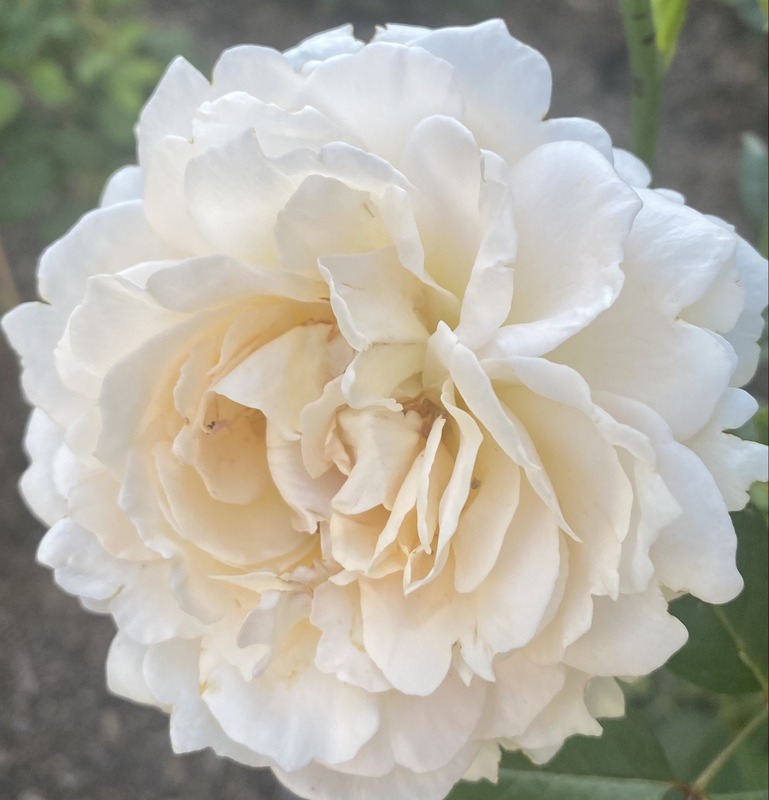 'Cream Yves Piaget ®' rose photo