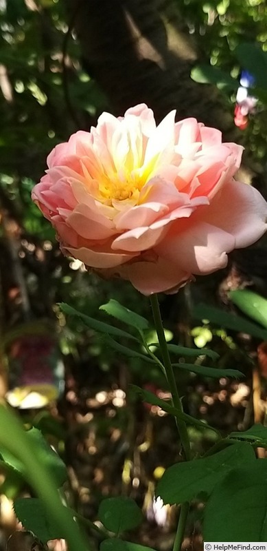 'Jubilee Celebration (shrub, Austin 2002)' rose photo