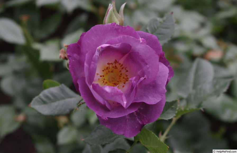 'Blue For You (Floribunda, James 2001)' rose photo