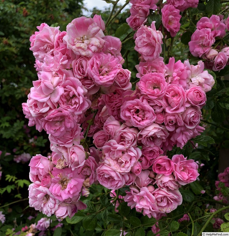 'Super Fairy ®' rose photo