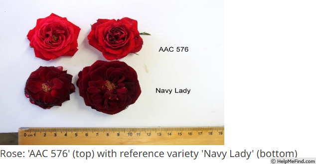 'Navy Lady' rose photo